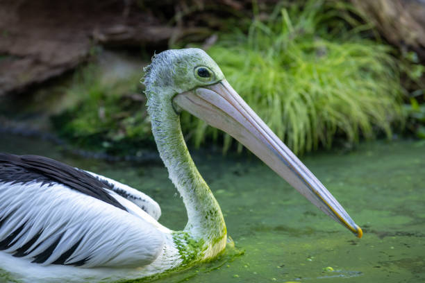 istock The Australian pelican (Pelecanus conspicillatus). 1987231544
