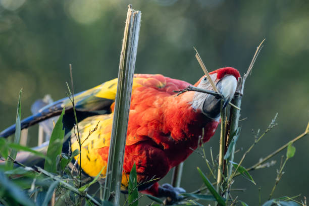 istock The scarlet macaw (Ara macao), large red tropical parrot. 1987231554