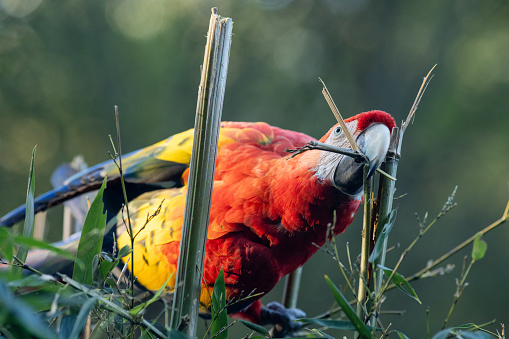 The scarlet macaw (Ara macao), a large red tropical parrot.