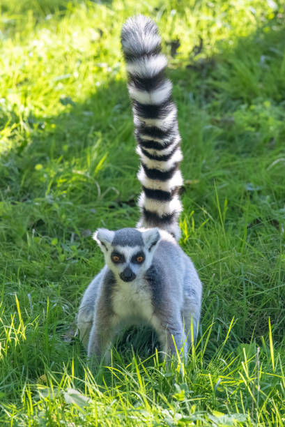 istock The ring-tailed lemur (Lemur catta) with grassy background. 1987231558