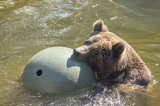 The brown bear (Ursus arctos), playing with a big ball in the water.