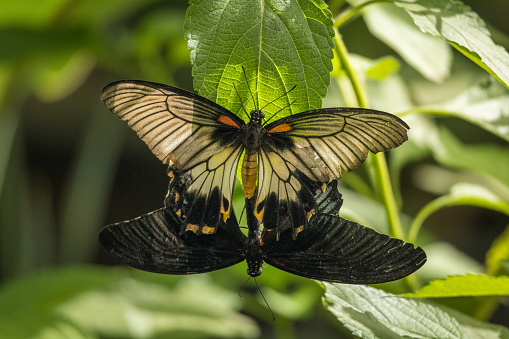 Ruby-spotted swallowtail butterfly with the common mormon swallowtail butterfly.