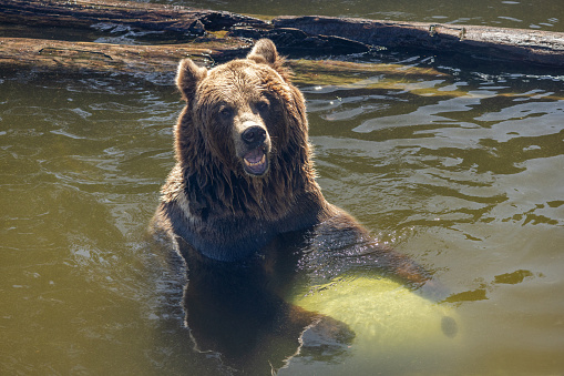 The brown bear (Ursus arctos), playing with a big ball in the water.