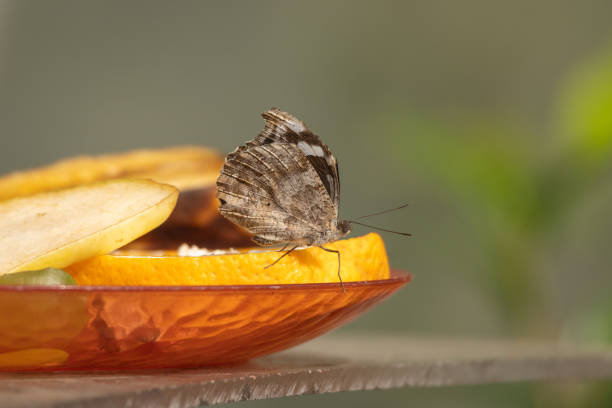 Tropical butterfly sitting on a fruits.