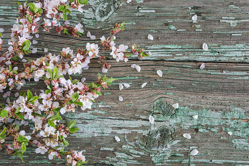 twig with pink flowers of sakura, blossom on a old wooden background; copy space