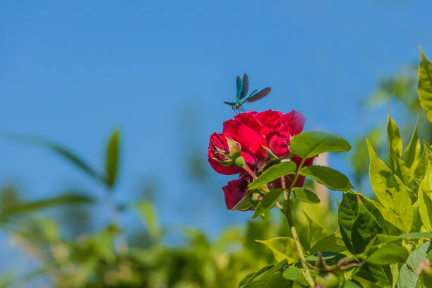 one dragonfly on a red rose flower on the blue sky background
