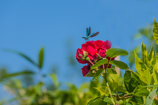 one dragonfly on a red rose flower on the blue sky background