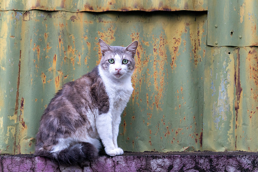 White grey domestic cat sitting on the wall in front of Old detailed aged vintage rusty brown textured steel alloy