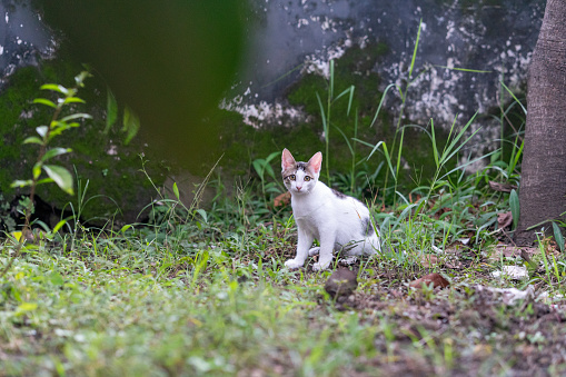 A White grey domestic cat sitting on green grass in the garden and looking to camera, Cat on the grass, hunting a prey