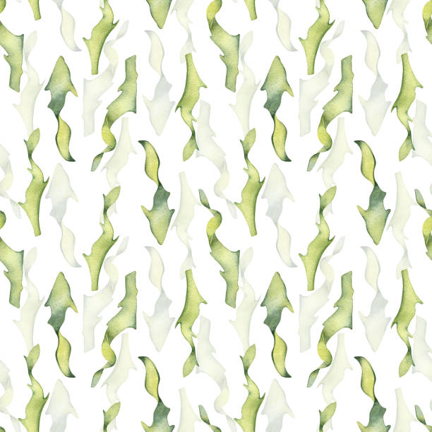 ilustrações de stock, clip art, desenhos animados e ícones de watercolor seamless pattern of colorful laminaria illustration isolated on white. kelp, seaweeds hand drawn. painted algae. design for background, textile, packaging, wrapping, marine collection - spirulina pacifica illustrations