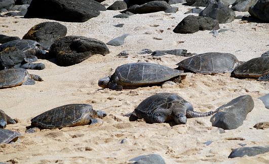 Turtle watching at Hookipa Beach, Hana Highway, Island of Maui, Hawaii - United States