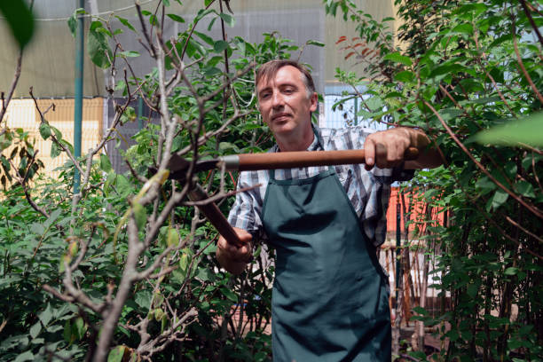 istock Man pruning tree with clippers. Male farmer cuts branches in spring garden with pruning shears or secateurs 1987250901