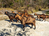 Domestic goat herd crossing mountain road
