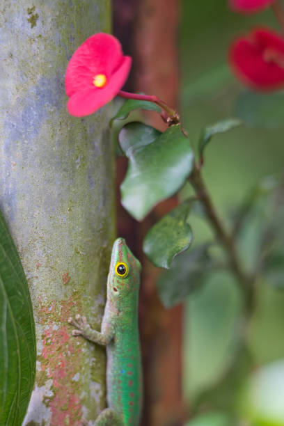 istock Green gecko in rusting steel, Thornless Crown of Thorns 1987283046