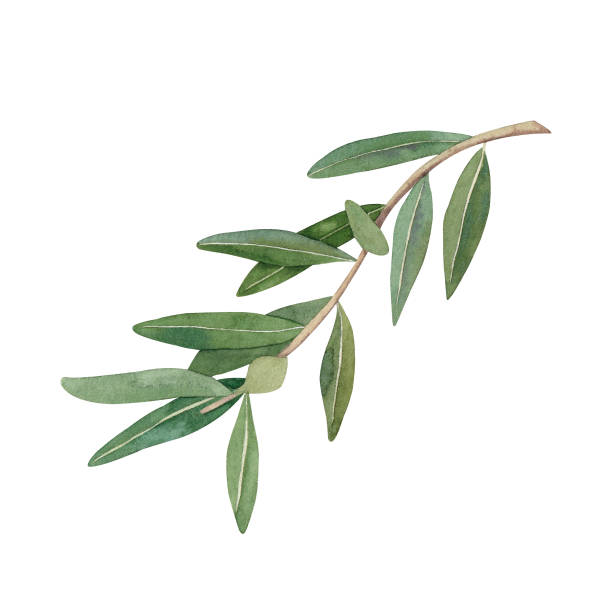 Watercolor olive branch with green leaves. Hand drawn illustration isolated on white background Watercolor olive branch with green leaves. Hand drawn illustration isolated on white background. greek olive tree stock illustrations