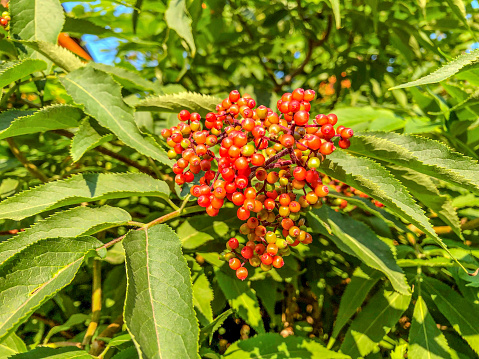 Red berries of elderberry (Sambucus nigra)