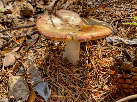 mushroom in the autumn forest among the dry grass and needles