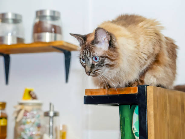 istock Siberian cat sitting on the shelf in the kitchen. Selective focus. 1987287698