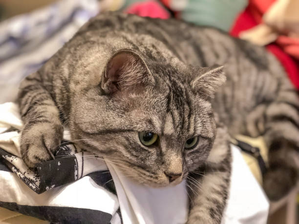 istock Cute tabby cat lying on a bed in the room. 1987288216