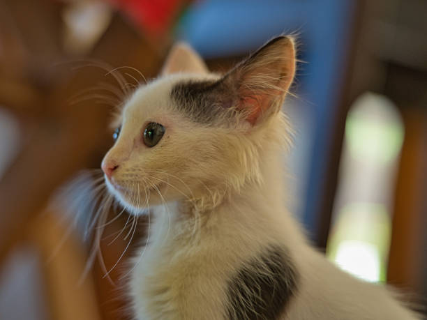 Striped small Scottish kitten with short legs on a cat's climber indoors