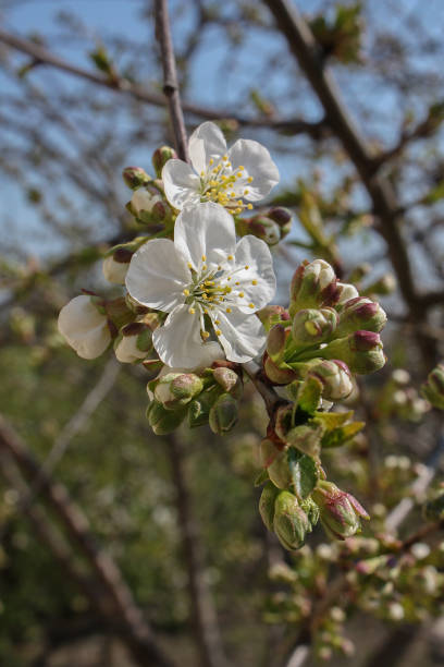 istock spring flowers of plum tree on the branches. 1987307562