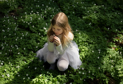 a beautiful girl in a white dress collects primroses. Girl in the spring forest. In her hands is a bouquet of white primroses.
