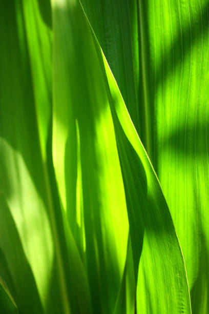istock Close up of green Corn leaves in sunlight 1987309681