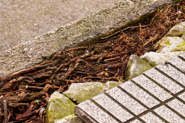 istock A bunch of tangled tree roots grows between a concrete curb and sidewalk 1987311275