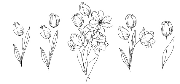 Tulips Line Drawing. Black and white Floral Bouquets. Flower Coloring Page. Floral Line Art. Fine Line Tulips illustration. Hand Drawn flowers. Botanical Coloring. Wedding invitation flowers