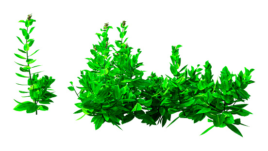 3D rendering of green blooming mint plants isolated on white background