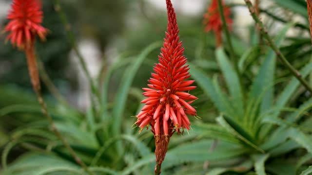 Red blooming of aloe succulent plant outdoor. Beautiful flower close up