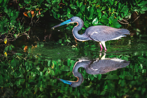 Little Blue Heron Egret with fish in beak in water, in tropical nature background
