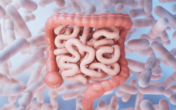 istock Intestinal tract with digestive health concept, 3d rendering. 1987350949