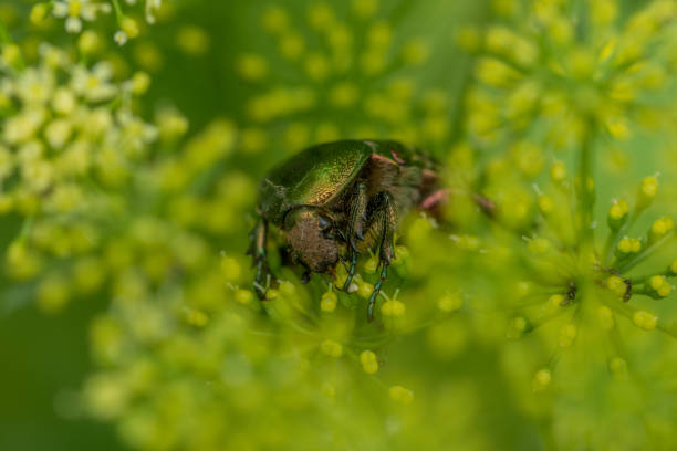macro close up photo of a green bug on a dill flower