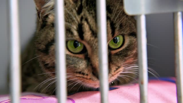 Cat in animal shelter waiting for adoption. Homeless cat in cages