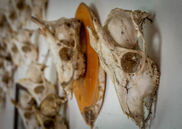 야생 동물의 두개골이 벽에 걸려있는 장식 - moose cabin taxidermy hunting 뉴스 사진 이미지