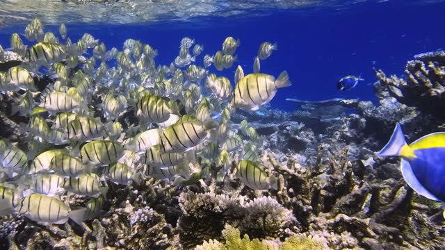 School of convict tangs feeding around coral in Maldives