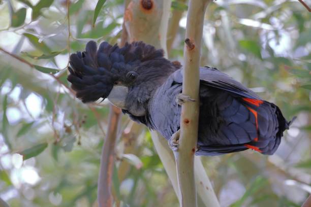 istock Male Red-tailed Black-Cockatoo sits on a branch and looks down directly at the camera, while turning its head at different angles 1987371851