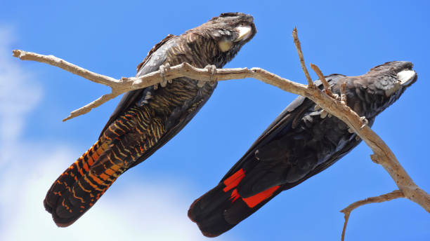 istock Breeding pair of Red-tailed Black-Cockatoos sits on a branch 1987371856