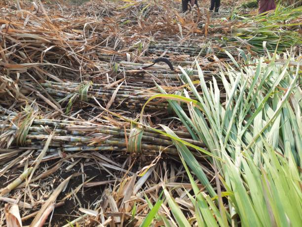 istock A harvested sugarcane field with cut foliage in the foreground. 1987383282