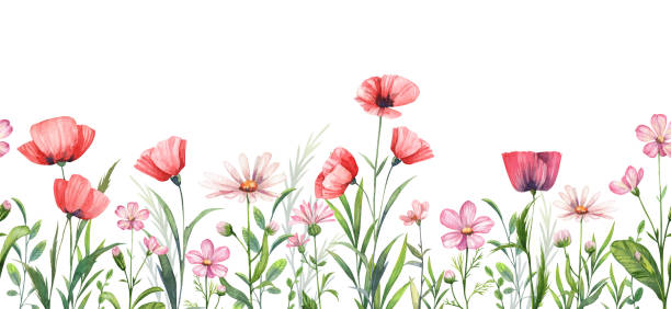 istock Watercolor meadow wild flowers border of poppy, daisy, chamomile 1987386484