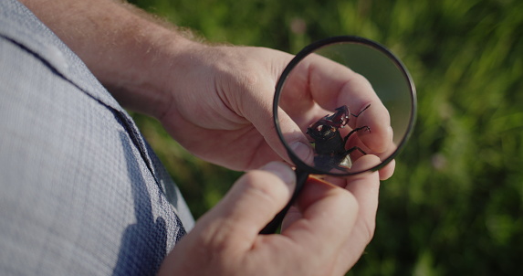 Researcher looks at large deer beetle through magnifying glass. Top view