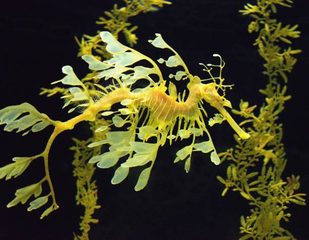 istock Leafy sea dragon (Phycodurus eques) - perfectly camouflaged saltwater fish. 1987395492