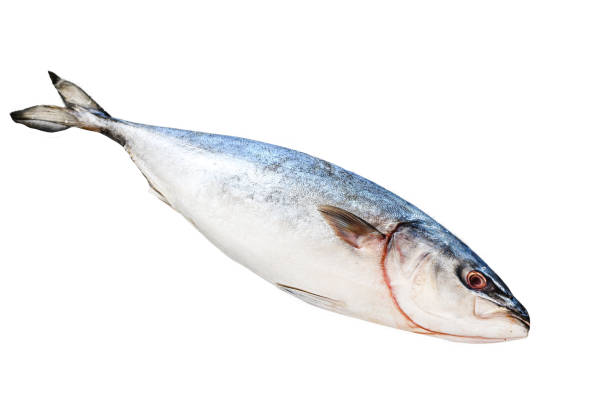istock Raw Japanese yellowtail. Fresh Fish Amberjack.  Isolated on white background. Top view. 1987400399