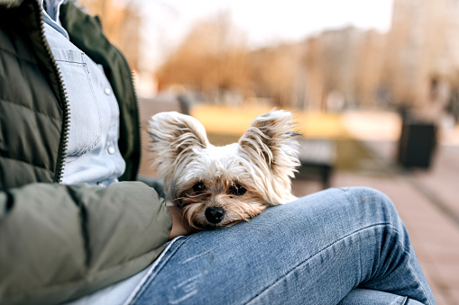 Woman sitting on park bench with her cute little dog