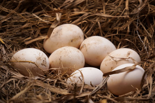 istock Chicken Eggs in a cage of dry rice leaves 1987407502