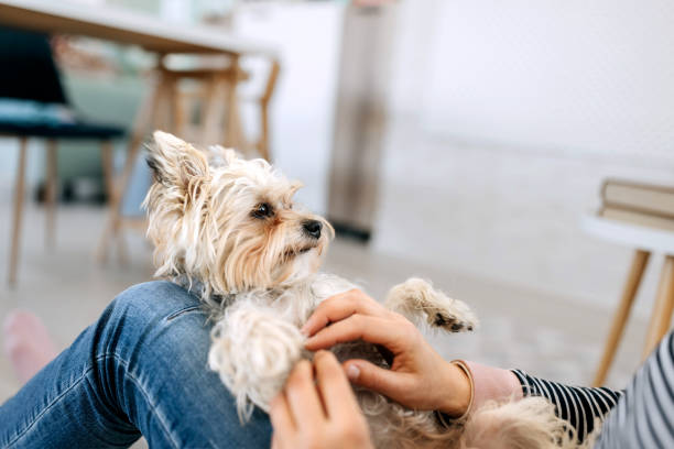 istock Cute little dog getting cuddled by his owner 1987408545