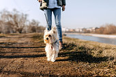 Cute little dog on a walk with his owner in public park