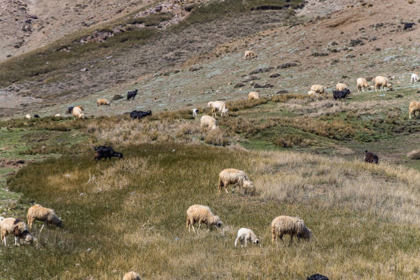 istock Sheep and goats herd at TIZI N'TICHKA, MOROCCO. 1987412889