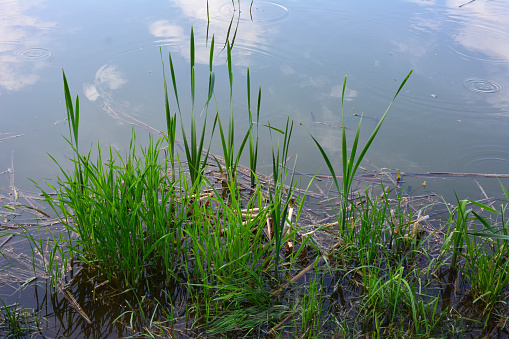 reed grass on the edge of the pond wallpaper